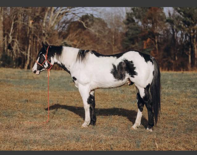 Bildhbscher, eleganter Paint Horse Wallach