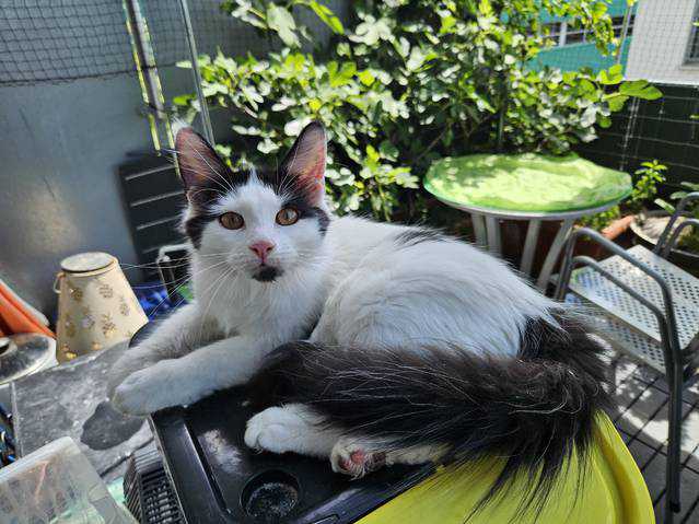 Maine Coon Kitten mit Stammbaum