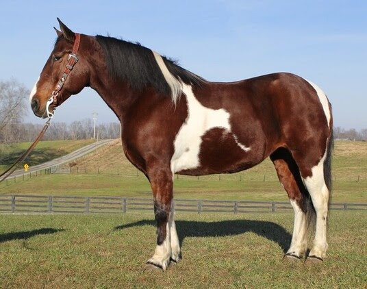 Mira 8 Jahre alte 162 cm groe Quarter Horse Stute