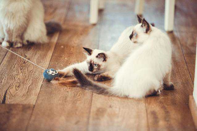 Stahlblaue Augen zum Verlieben - unser Jungkater ist wunderschn