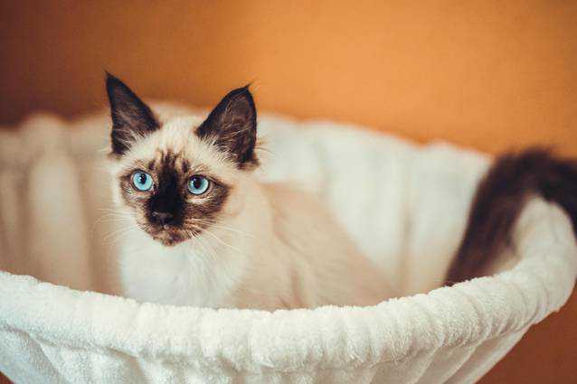 Stahlblaue Augen zum Verlieben - unser Jungkater ist wunderschn