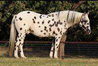 Speedex ist ein 10 Jahre alter Appaloosa wallach